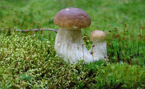 ČESKÁ KANADA - houbařský ráj